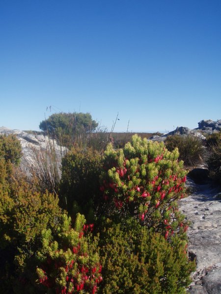 KeHa_in_South_Africa - 242